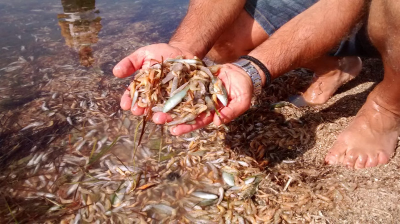 Thousands of dead fish appear in the Mar Menor lagoon and nine beaches close ?u=https%3A%2F%2Fforotransiciones.org%2Fwp-content%2Fuploads%2Fsites%2F51%2F2019%2F11%2Fimages-cms-image-000020336