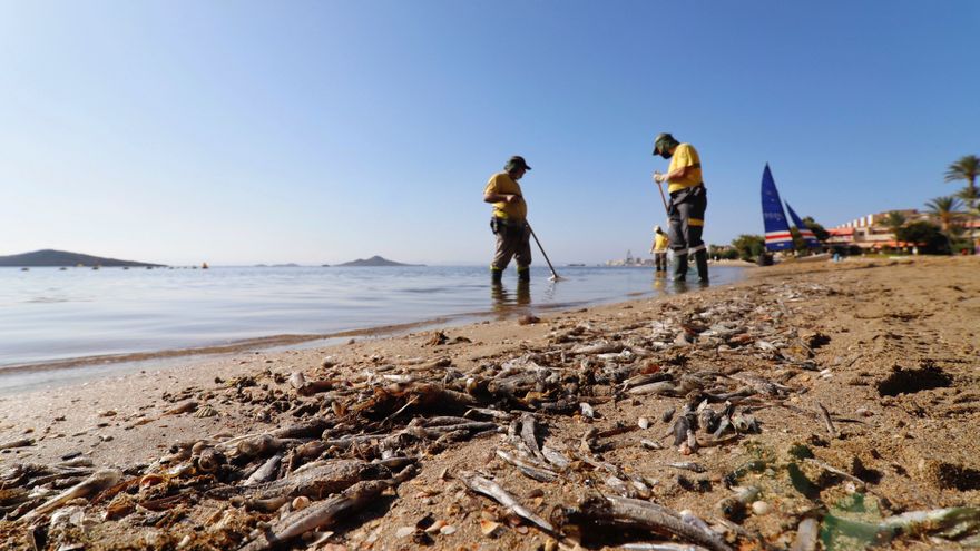 Thousands of dead fish appear in the Mar Menor lagoon and nine beaches close ?u=https%3A%2F%2Fstatic.eldiario.es%2Fclip%2F4d78905c-4923-440d-9743-b2d173788c6b_16-9-aspect-ratio_default_0