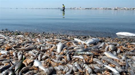 Thousands of dead fish appear in the Mar Menor lagoon and nine beaches close ?u=https%3A%2F%2Ftse4.mm.bing.net%2Fth%3Fid%3DOIP