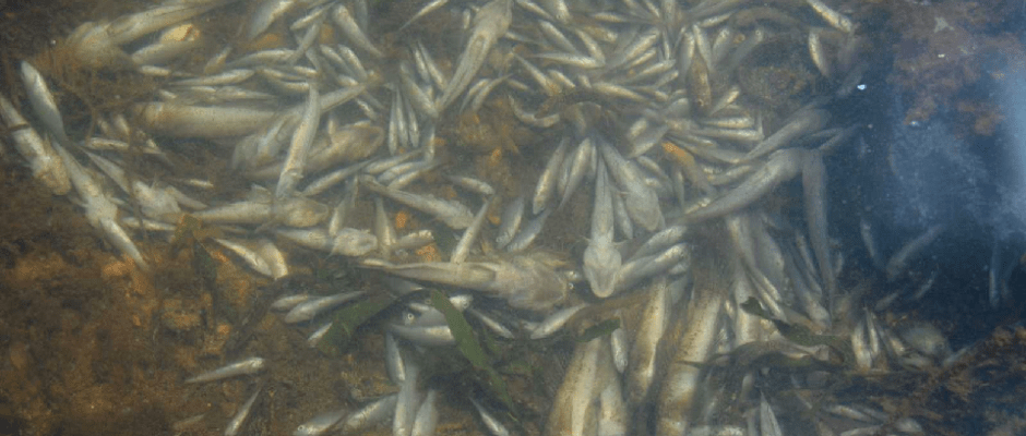 Thousands of dead fish appear in the Mar Menor lagoon and nine beaches close Vuelven-a-aparecer-miles-de-peces-muertos-en-el-Mar-Menor-y-cierran-nueve-playas