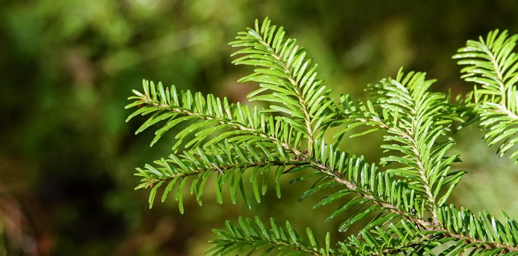 Potential aid to reverse spike protein damage with suramin, shikimic acid & pine needle tea Balsamic-fir-tree-1024x507