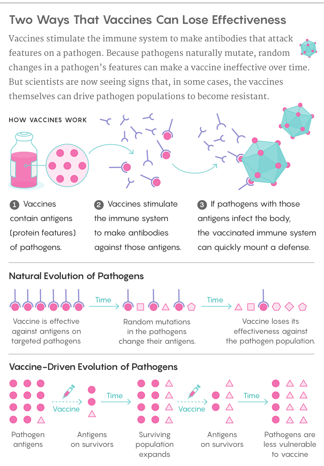 Graphic illustration: Vaccines stimulate the immune system to make antibodies that attack features on a pathogen. Because pathogens naturally mutate, random changes in a pathogen’s features can make a vaccine ineffective over time. But scientists are now seeing signs that, in some cases, the vaccines themselves can drive pathogen populations to become resistant.