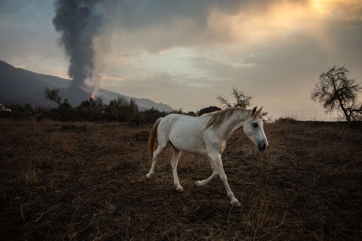 A horse on a farm in Tacande de Abajo, while the Cumbre Vieja volcano in La Palma returns to expel lava and pyroclasts after 