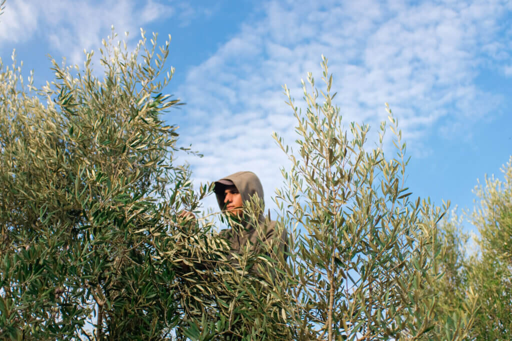 Osama, a close relative of Abu Firas, is seen atop an olive tree during harvest in Beit Hanoun, Gaza, on October 17, 2021