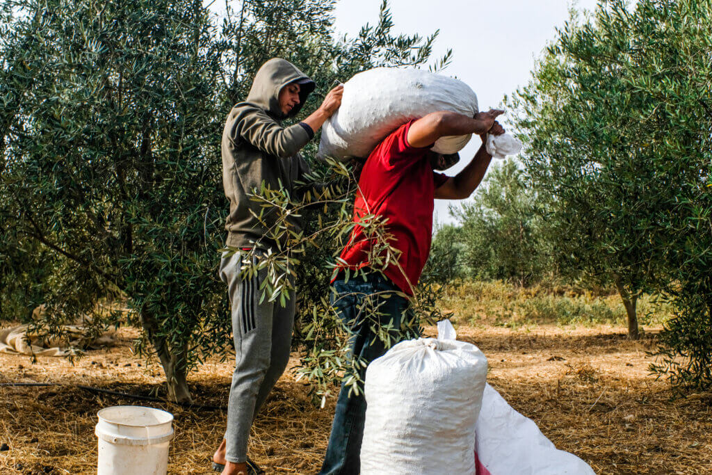 Osama (left), seen assisting Abu Firas in lifting and transporting burlap sacks filled with olives during harvest. Beit Hanoun, Gaza, October 17, 2021