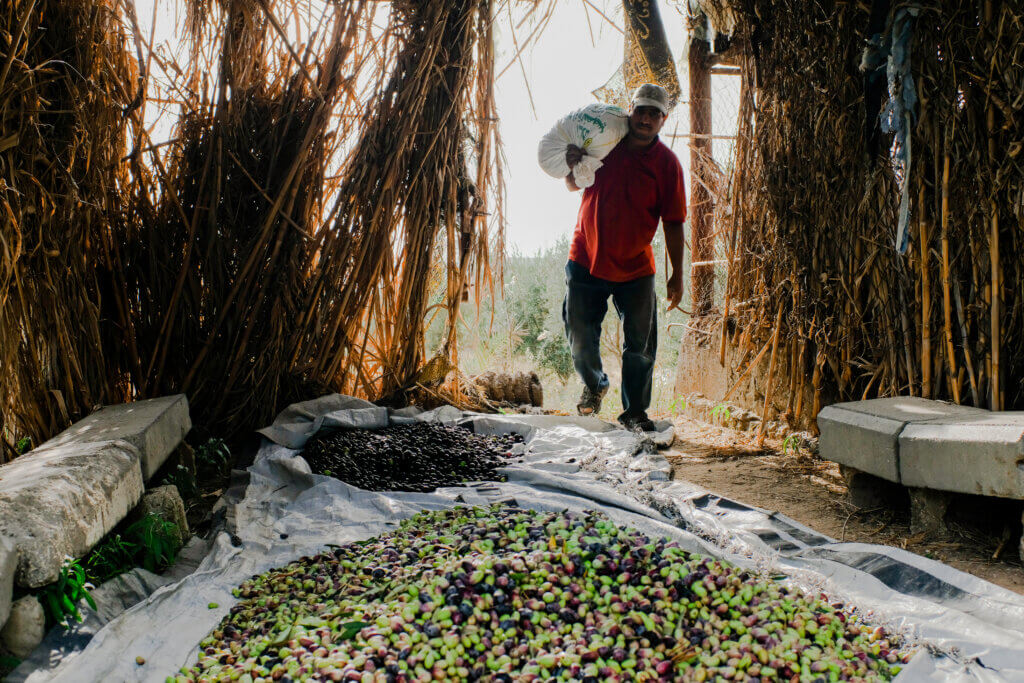 Abu Firas arriving to unload the olives after harvest on October 17th, 2021, in Beit Hanoun, Gaza