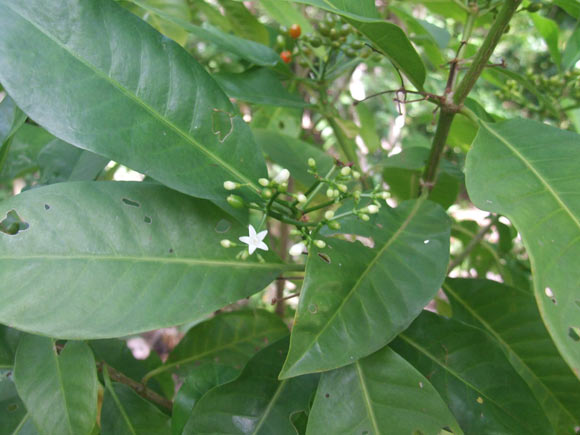 Samoan Medicinal Plant May Be as Effective as Ibuprofen, Study Says Image_10229-Psychotria-insularum