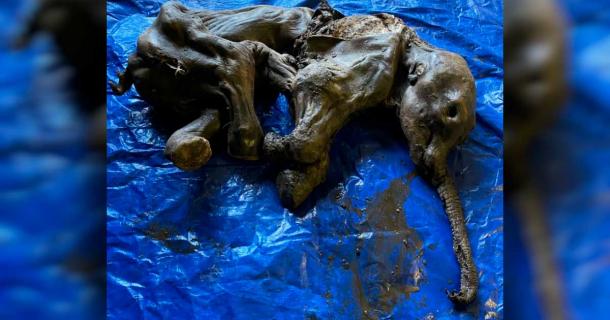 The skin-on Yukon baby mammoth that is now the most complete mammoth specimen ever found in North America! Source: Government of Yukon