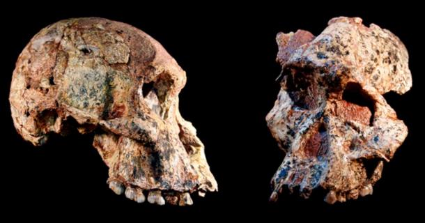 Two of the four different Australopithecus crania that were found in the Sterkfontein caves, South Africa. Source: Jason Heaton and Ronald Clarke, in cooperation with the Ditsong Museum of Natural History / Wits University