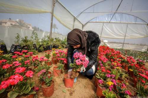 Palestinian woman Rava en-Naccar, 22, takes care of her flowers as she grows them after she was graduated from nursery department, at her green house in Gaza on February 25 2019 [Ali Jadallah/anadolu Agency]