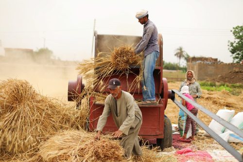 Farmers harvest wheat to increase local wheat production in order to fill the wheat shortage in the country in Al Minufiyah, one of the important grain production centers of Egypt on May 14, 2022 [Mohamed Abdel Hamid/Anadolu Agency]