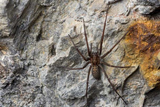 Legend has it that Robert the Bruce was inspired to continue his struggle for Scottish independence by a spider in a cave. Source: pedro / Adobe Stock