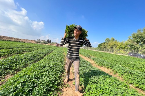 Strawberries are a major export for Gaza and seeding and planting begins in September, in Gaza, on 27 September 2022 [Mohammed Asad/Middle East Monitor]