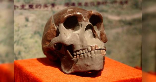 A replica of the Peking Man skull, because all the originals vanished, from the Peking Man Site, on display at the Paleozoological Museum of China. Source: Yan Li / CC BY-SA 3.0