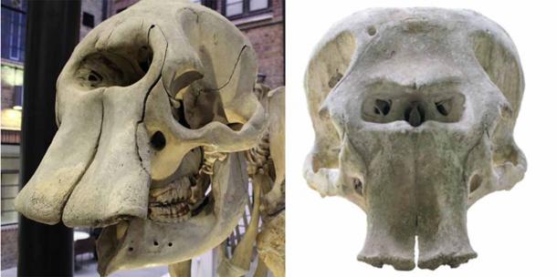 The cyclopes were one-eyed mythological giants of ancient Greece. But did the myth originate from elephant skulls like this? Source: Left; John Cummings, CC BY-SA 3.0, Right; bigjom/ Adobe Stock