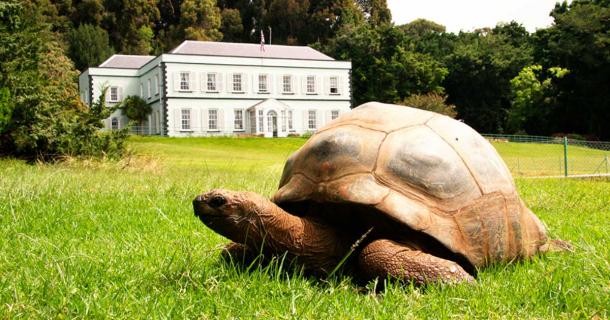 Jonathan the tortoise at Plantation House on Saint Helena Island in the South Atlantic. Source: Darrin Henry / Adobe Stock 