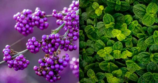 Beautyberries (left) have revealed insights about mint family composition. Source: Left: Tom Cardrick / Adobe Stock; Right: Public Domain