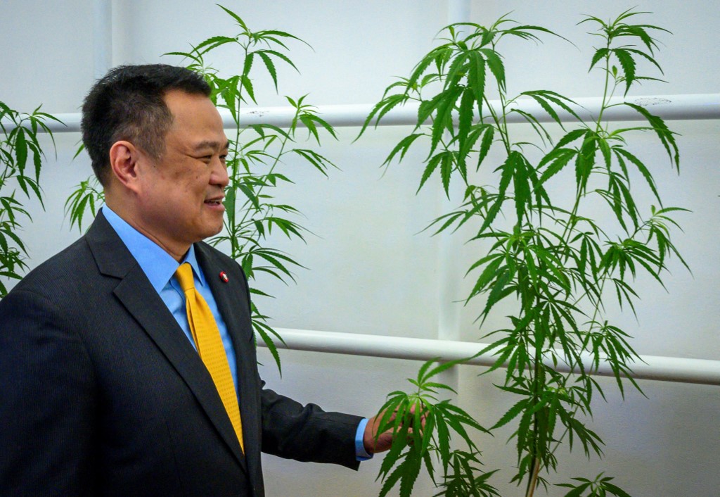 The man behind the legalization of cannabis in Thailand, Deputy Prime Minister and Minister of Public Health Anutin Charnvirakul, is the Bhumjaithai Party's likely prime ministerial candidate. Mladen ANTONOV / AFP