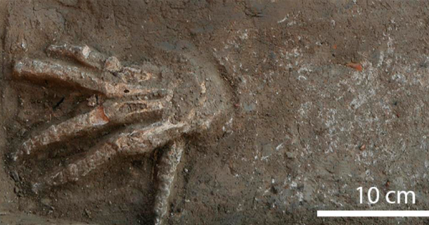 A severed hand that was apparently amputated in a trophy taking practice by the Hyksos in Egypt. Source: Gresky, J. et al 2023 / Nature