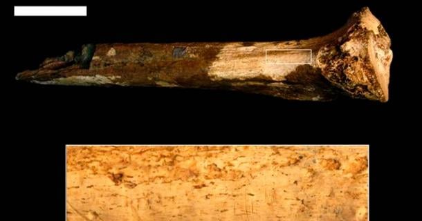 View of the hominin tibia from Koobi For a, with magnified area that shows cut marks that are evidence of possible prehistoric cannibalism. Source: Jennifer Clark/Smithsonian