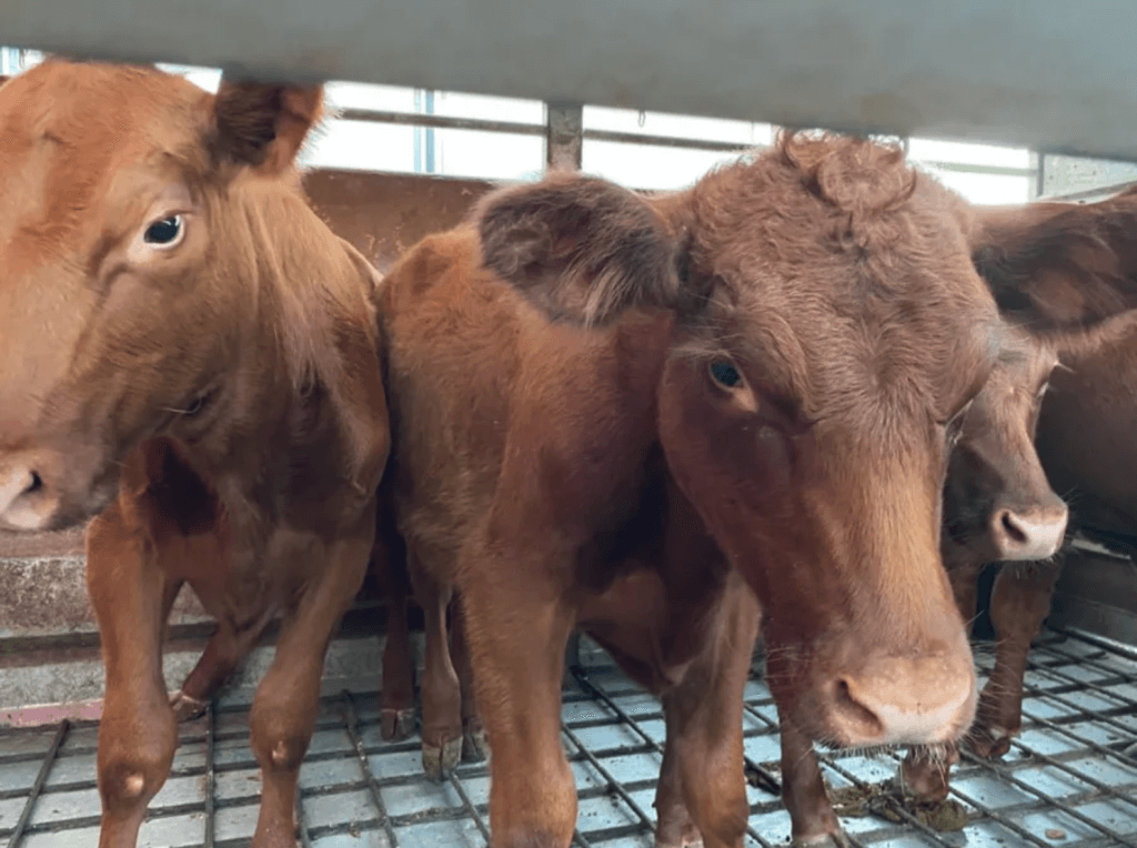 Five red heifers arrived in Israel on Sept. 15, 2022. (Photo: Boneh Israel)