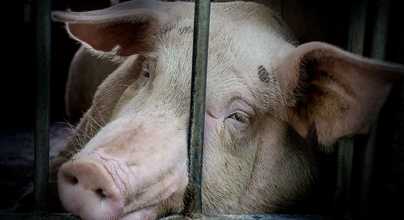 Animal Cruelty is Judaism